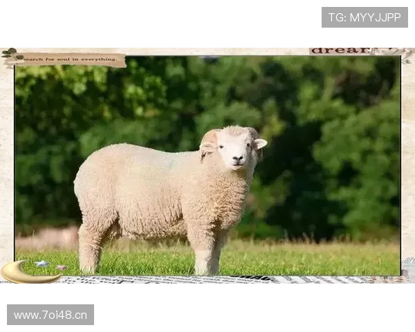 属羊企业家的成功密码：智慧与韧性的完美结合之路